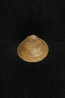 藏品(臺灣蜆)的圖片